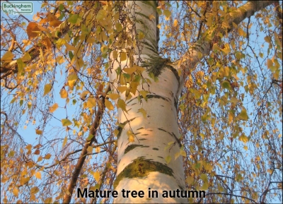 birch tree